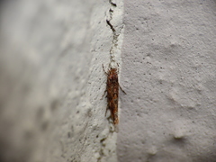 Phyllonorycter acaciella