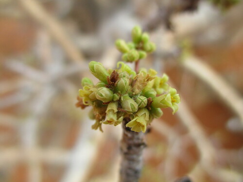 Image of Commiphora saxicola by no rights reserved
