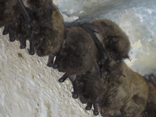 Le Sueur's Hairy Bat