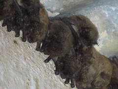 Lesueur's Wing-Gland Bat photo 2