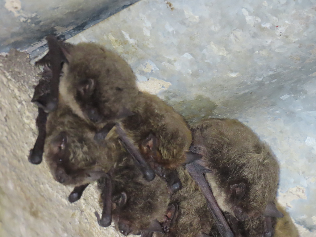 Lesueur's Wing-Gland Bat