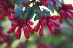 Cestrum elegans