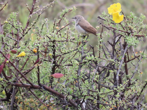 Yellow-bellied Eremomela (Eremomela icteropygialis), photo 6