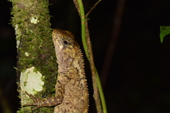 Rough-Scaled Woodlizard photo 4
