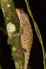 Rough-Scaled Woodlizard photo 2