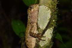 Rough-Scaled Woodlizard photo 5
