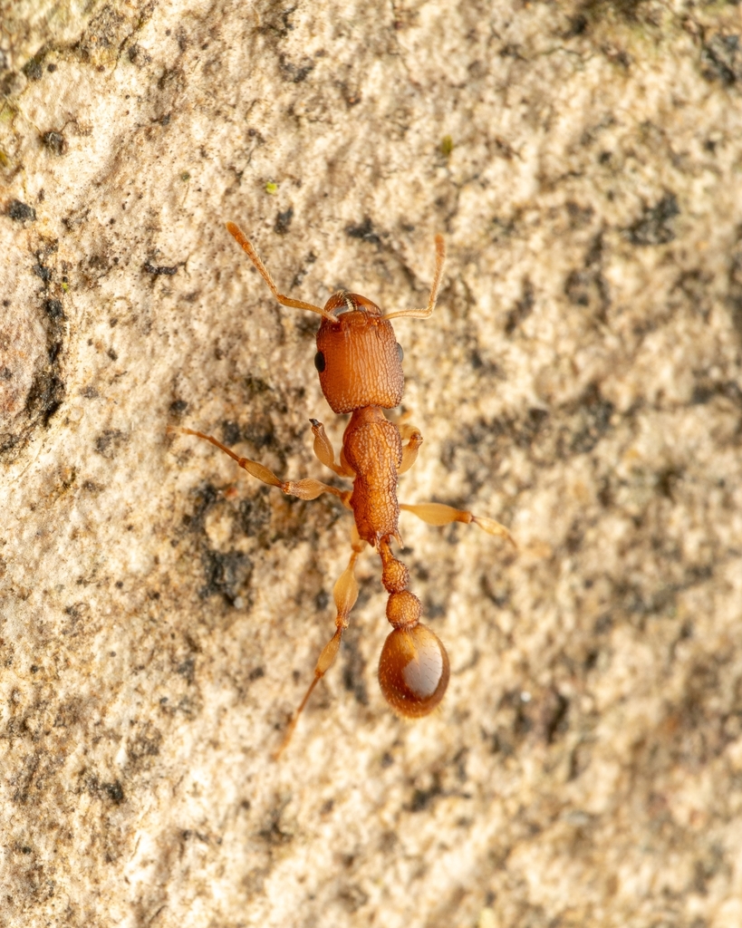 Paratopula ceylonica