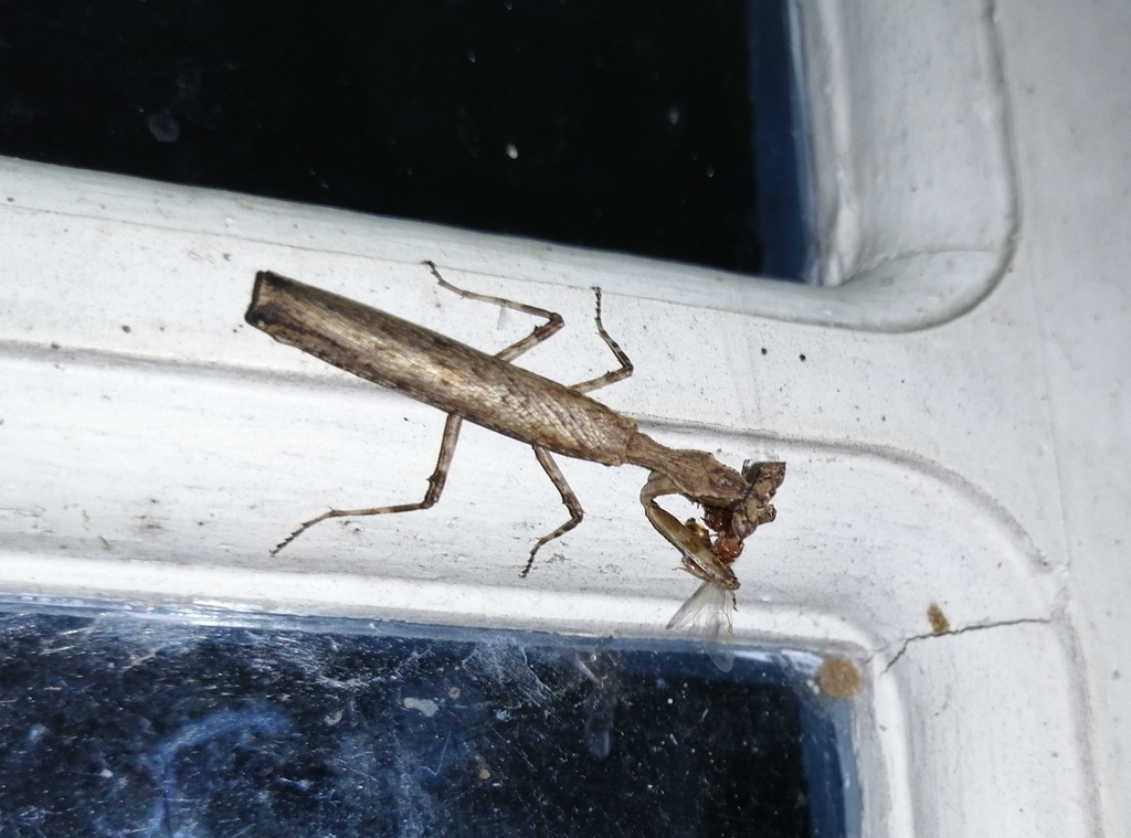 Metacromantis nigrofemorata