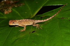 Rough-Scaled Woodlizard photo 3