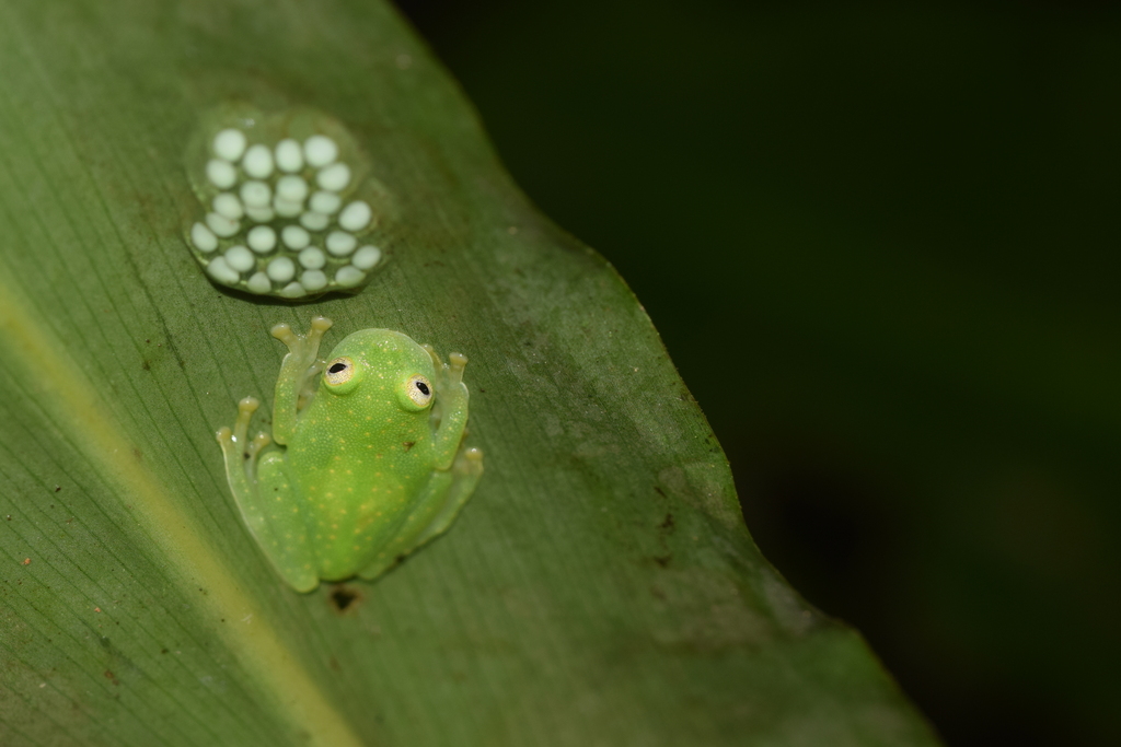 Ghost Glass Frog