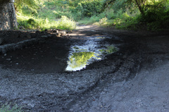 Poeciliopsis viriosa