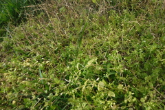 Valerianella radiata