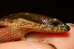 Mimic Earless Skink photo 2