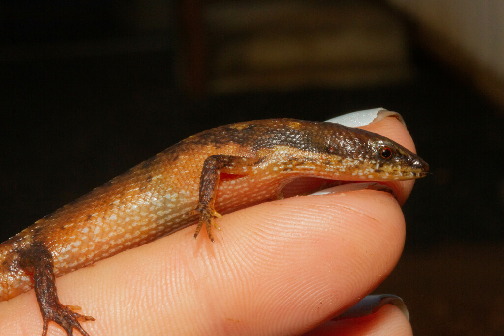 Mimic Earless Skink (Cophoscincopus simulans)