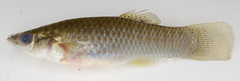 Poecilia butleri