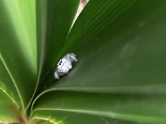 Salticidae