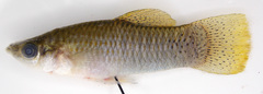 Poecilia butleri