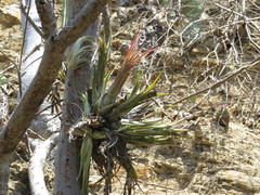 Tillandsia circinnatioides