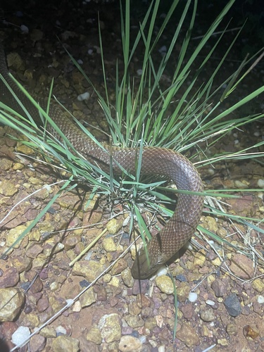 Mulga Snake sighting