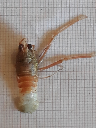typical squat lobster