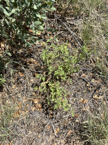 Image of Abutilon parvulum by no rights reserved