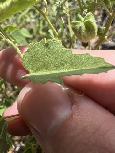 Image of Abutilon parvulum by no rights reserved