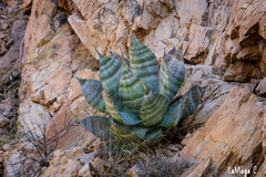 Agave colorata