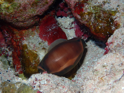 Cypraea pulchra observed 2023-11-28