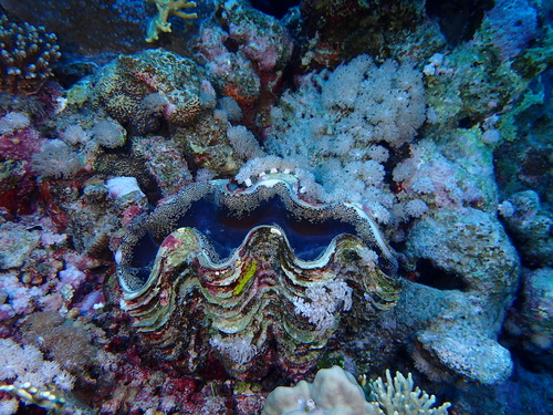 Fluted Giant Clam — seen at this dive site