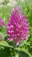 Trifolium purpureum