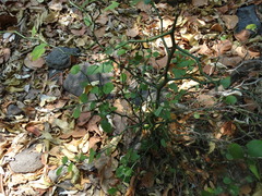 Sarcomphalus amole
