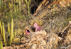 Opuntia gosseliniana