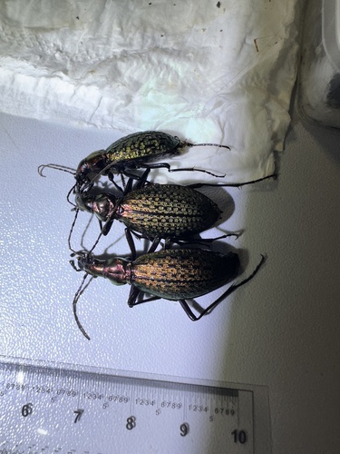 Carabus constricticollis