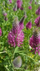 Trifolium purpureum