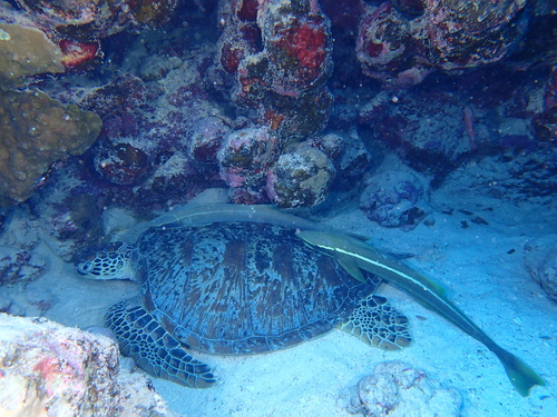 Green Sea Turtle — seen at this dive site