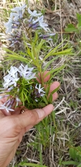 Amsonia ciliata texana