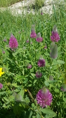Trifolium purpureum