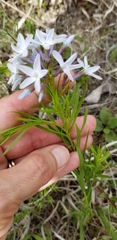 Amsonia ciliata texana