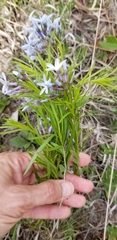 Amsonia ciliata texana
