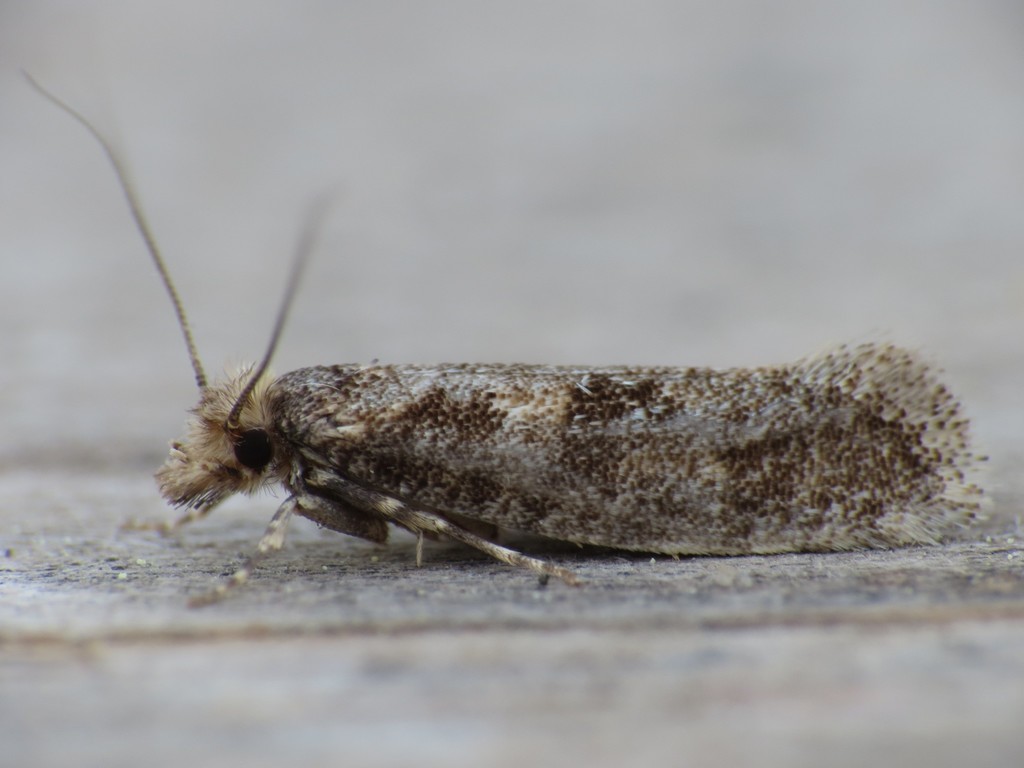 Ateliotum insulare