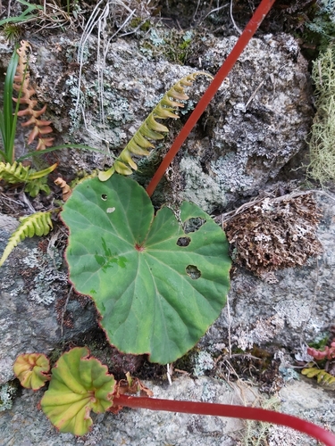 Image of Begonia veitchii by (c) Tim, some rights reserved (CC BY)