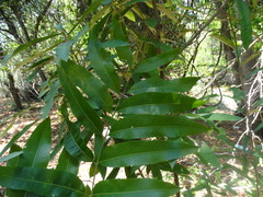 Thouinidium decandrum