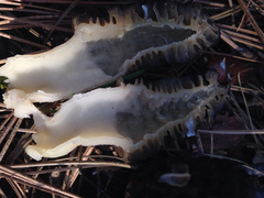 Morchella brunnea