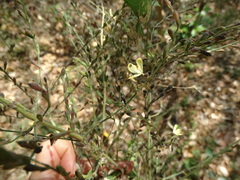 Henrya insularis
