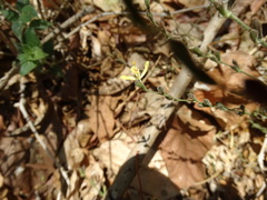 Henrya insularis