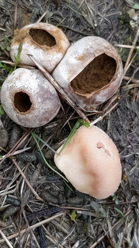 Pievinis pumpotaukšlis nuotrauka