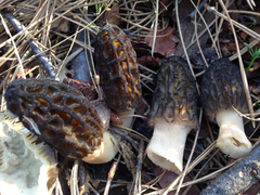 Morchella brunnea
