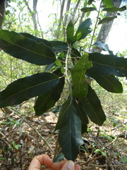 Morisonia americana