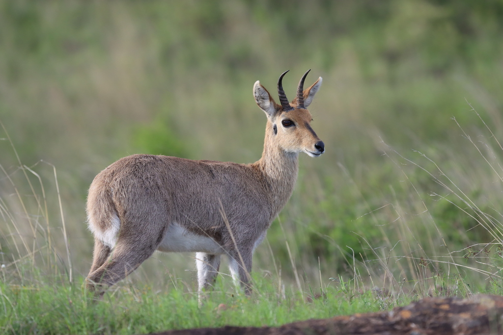 Chanler's Mountain Reedbuck in November 2023 by bnchapple · iNaturalist