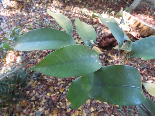 Castanopsis sieboldii (Makino) Hatus.